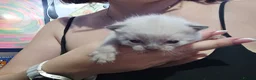 Scottish Fold cats for sale: 4 Beautiful Kittens Ready Soon 🐾 in Worcester - Advert 22