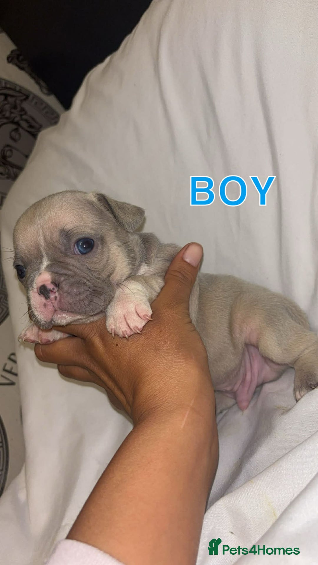 French Bulldog dogs for sale: French bullDog pups - Advert 10