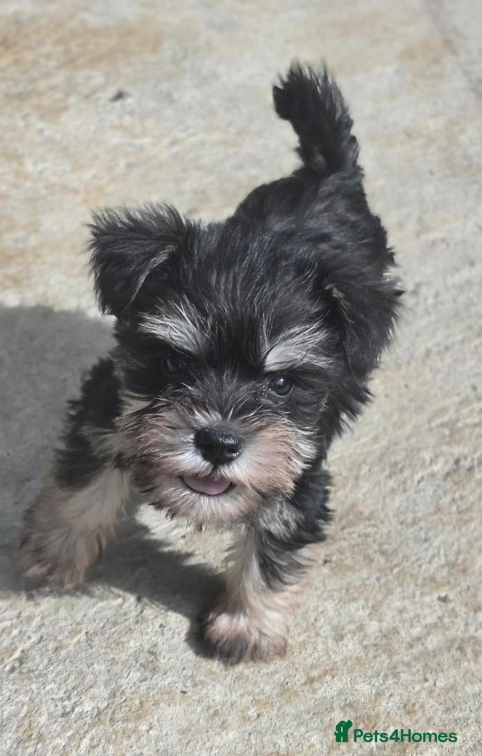 Miniature Schnauzer dogs Miniature schnauzer puppies - Advert 1