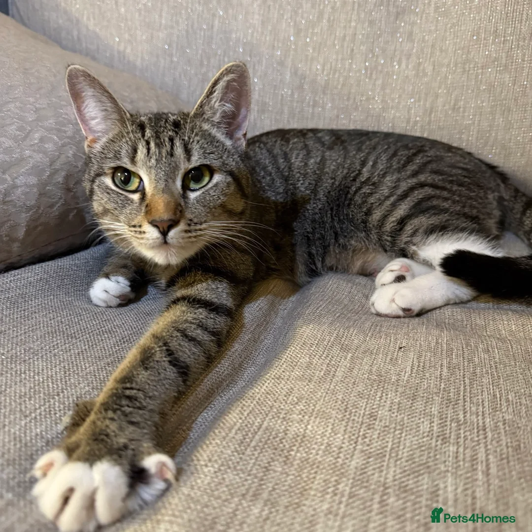 Mixed Breed cats for sale: Three kittens are looking for their homes 🐾 - Advert 2