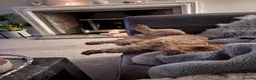 Cockapoo dogs for stud: Stunning Fully Health Tested F2b Cockapoo Proven ! - Advert 28