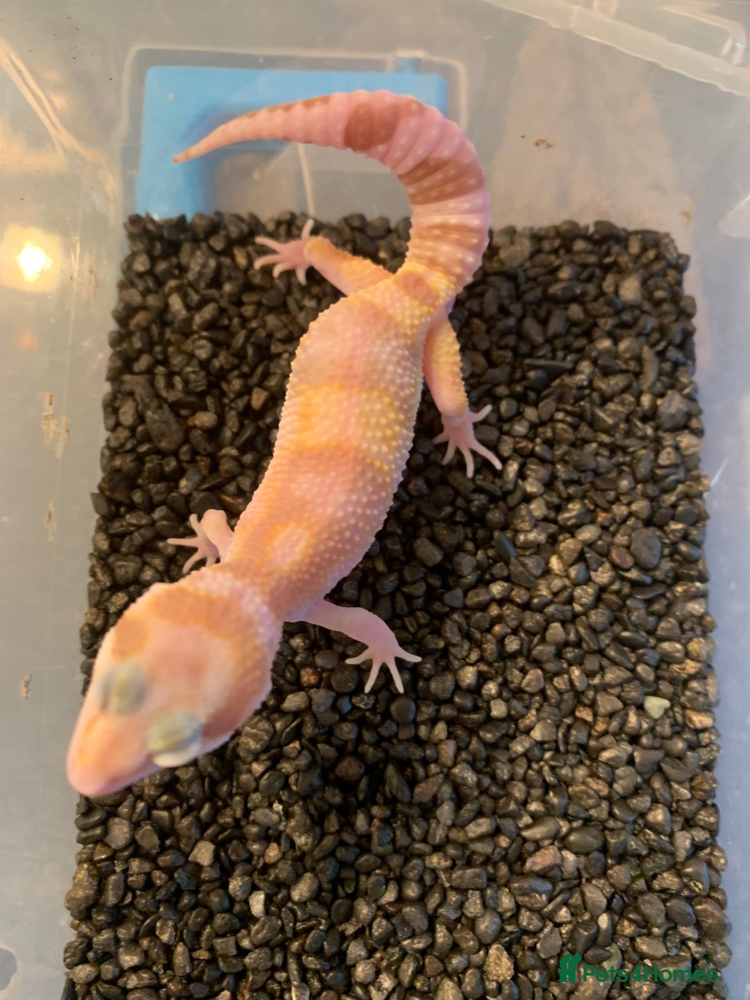 Leopard Gecko reptiles for sale: Baby leopard geckos cb25 - Advert 6