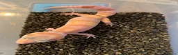 Leopard Gecko reptiles for sale: Baby leopard geckos cb25 - Advert 6
