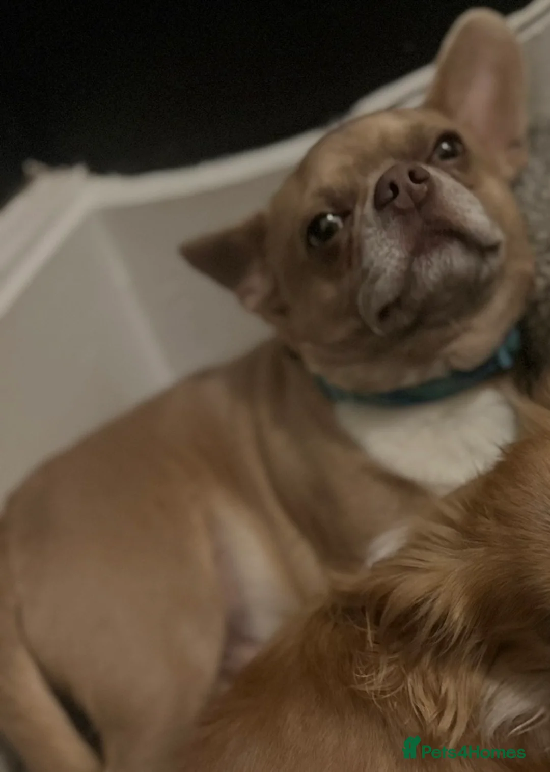 Mixed Breed dogs for sale: Bullahua in Newcastle upon Tyne - Advert 7