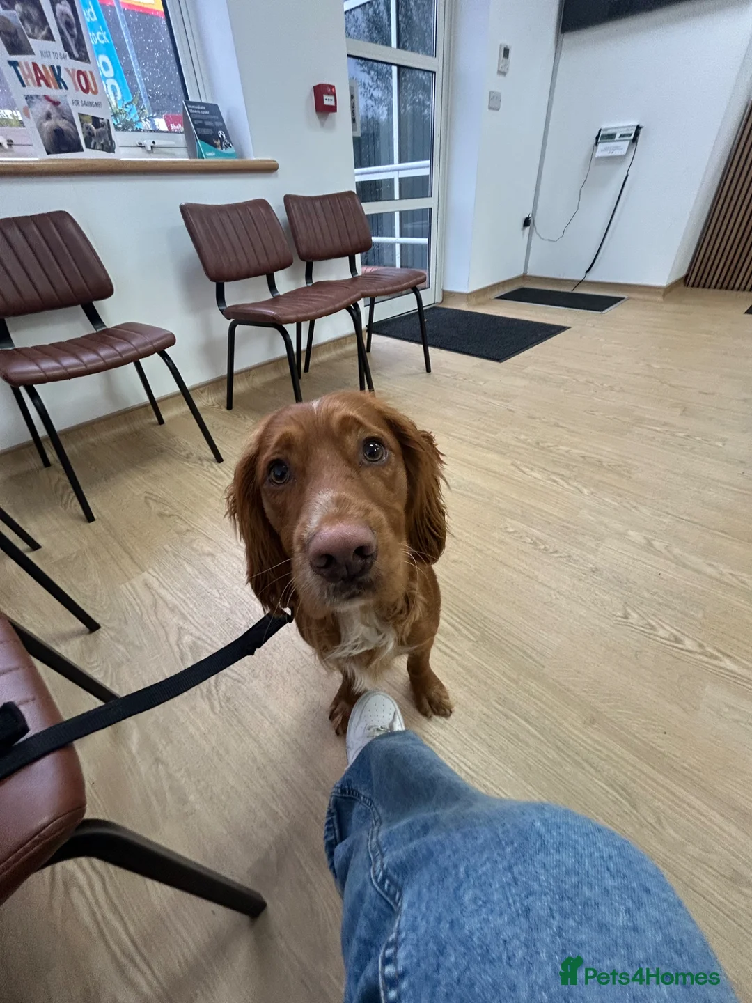 Cocker Spaniel dogs for stud: KC Beautiful red working cocker stud  - Advert 2