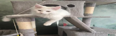 Maine Coon Kitten 2