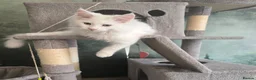 Maine Coon cats for sale: Two Beautiful Maine coons  - Advert 3