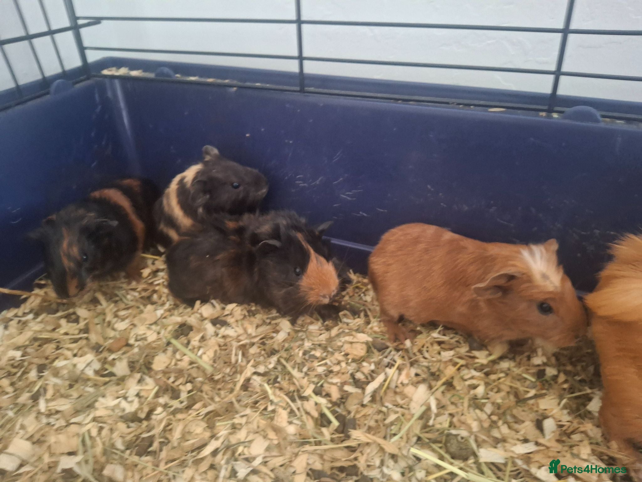 Guinea Pig rodents Beautiful quinea pigs  - Advert 1