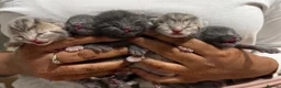 British Shorthair cats for sale: 5 British Shorthair kittens. 4 male and 1 female - Advert 13