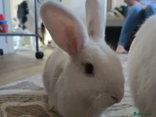 Mixed Breed rabbits for sale: 2 FEMALE BONDED MIXED BREEDS - Advert 1