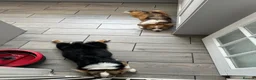 Welsh Corgi Pembroke dogs for sale: Two beautiful dogs for sale  in Swadlincote - Advert 7