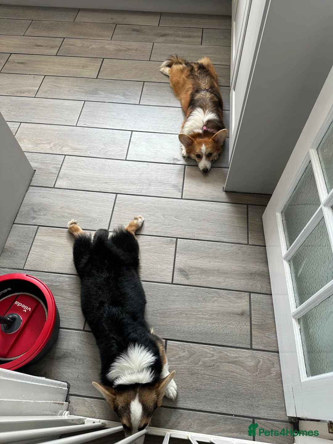 Welsh Corgi Pembroke dogs for sale: Two beautiful dogs for sale  in Swadlincote - Advert 7