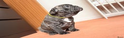 French Bulldog dogs for sale: Adorable French Bulldog puppies  - Advert 15