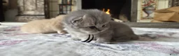 British Shorthair cats for sale: six beautiful British Shorthair  in Halifax - Advert 8