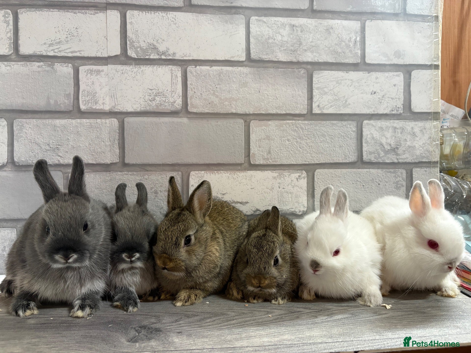 Netherland Dwarf rabbits Netherland Dwarf Baby Bunnies  - Advert 11