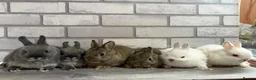 Netherland Dwarf rabbits for sale: Netherland Dwarf Baby Bunnies  - Advert 1