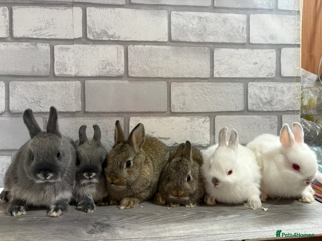 Netherland Dwarf rabbits for sale: Netherland Dwarf Baby Bunnies  - Advert 1