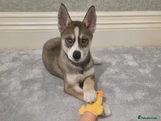 Siberian Husky dogs Rare Grey Agouti siberian husky 💖 fully insured - Advert 1