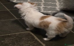 Chihuahua dogs for sale: Chihauhau puppies ready early November - Image 17