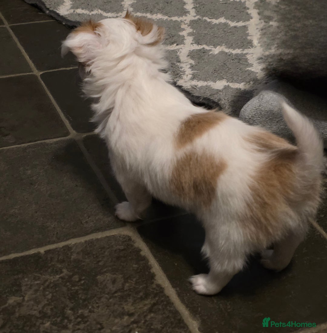 Chihuahua dogs for sale: Chihauhau puppies ready early November - Image 17