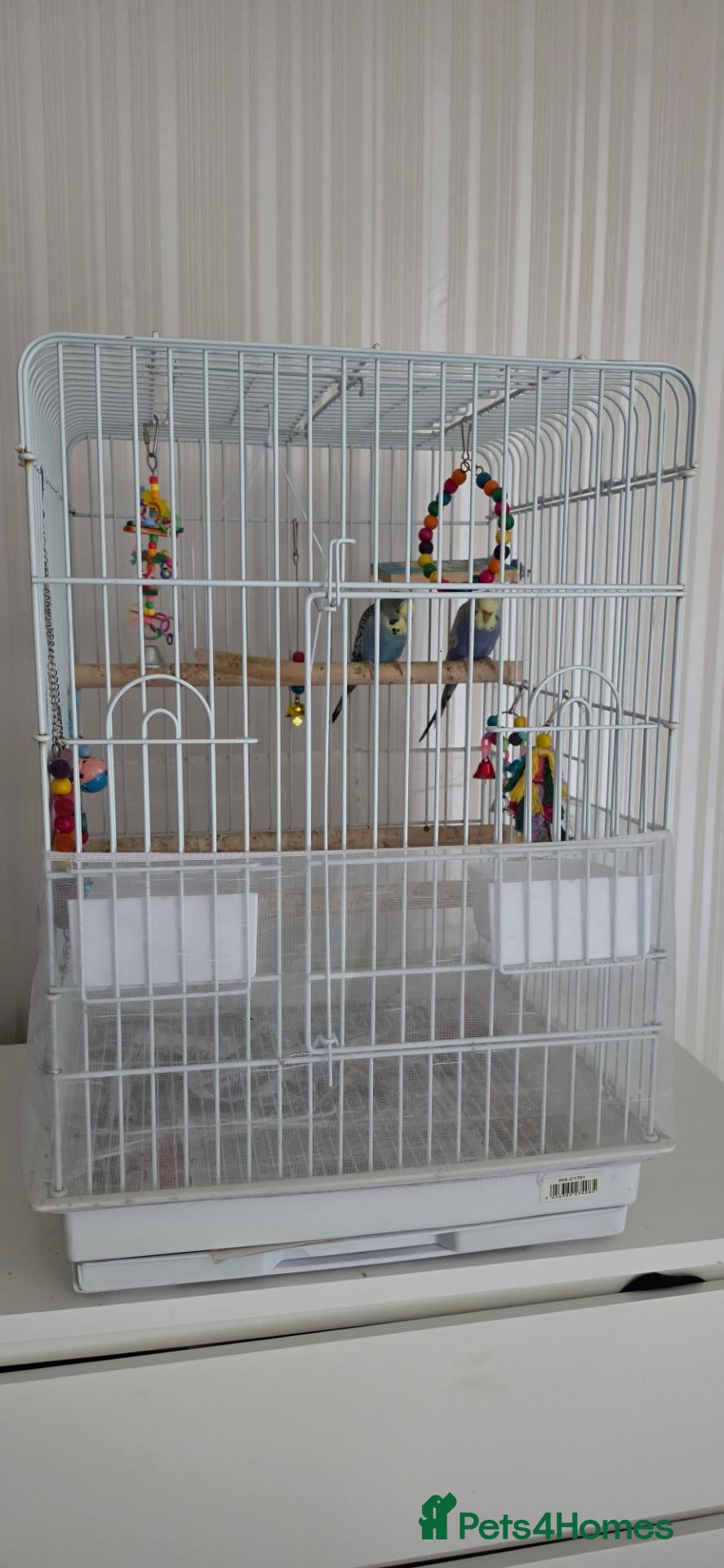 Budgerigars birds Two budgies with cage - Advert 1