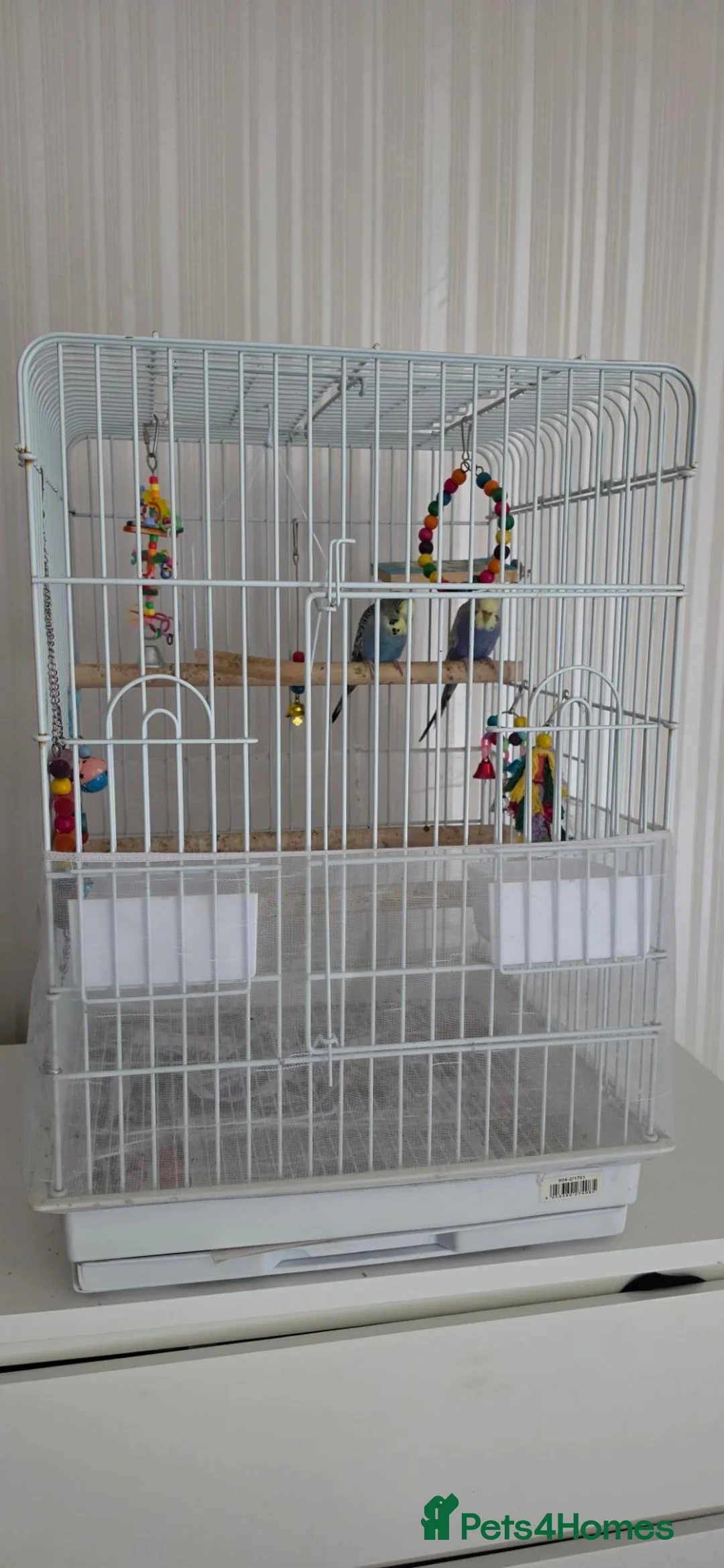 Budgerigars birds for sale: Two budgies with cage in Caerphilly - Advert 1