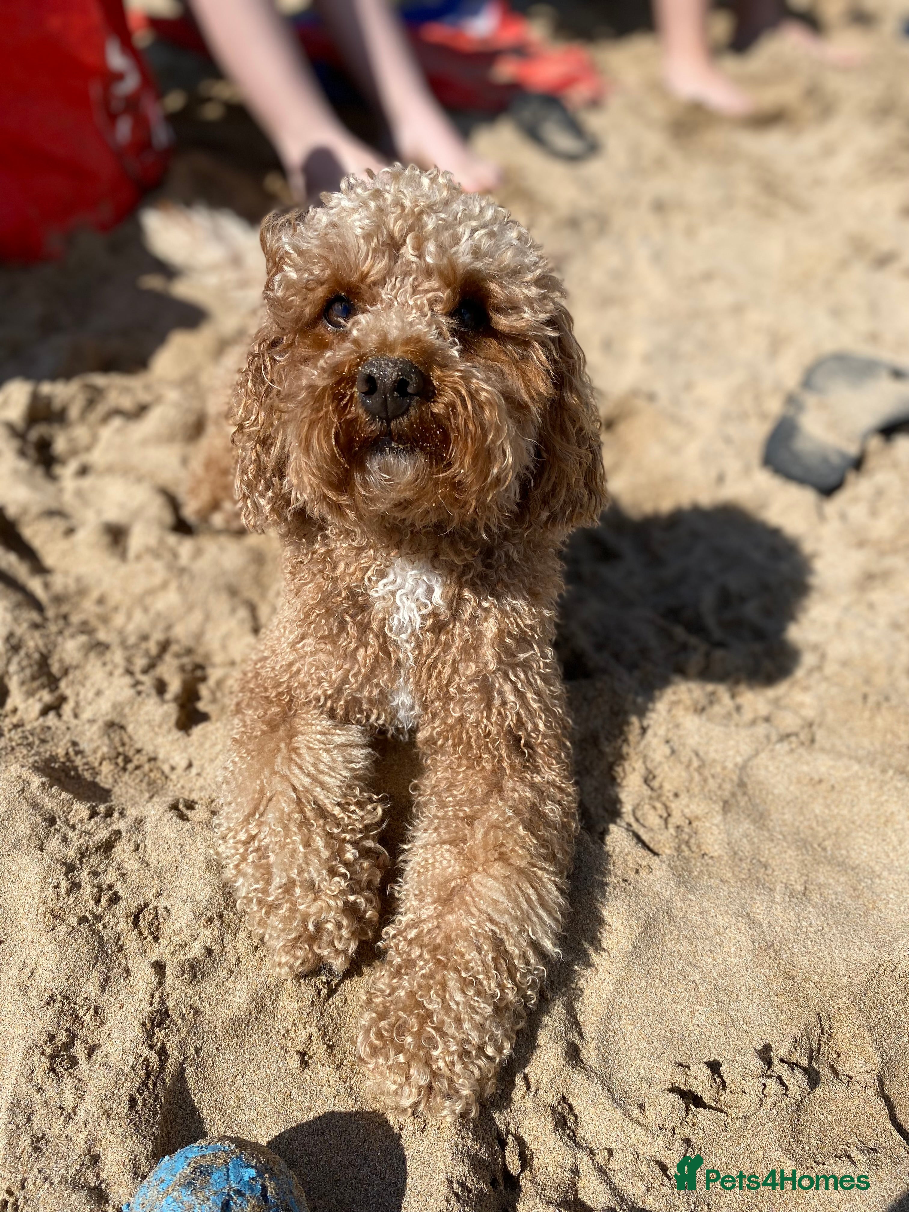 Toy Poodle dogs Toy Poodle For Stud - Advert 8