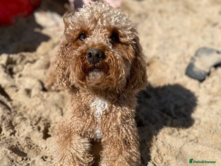 Toy Poodle dogs - Advert 2