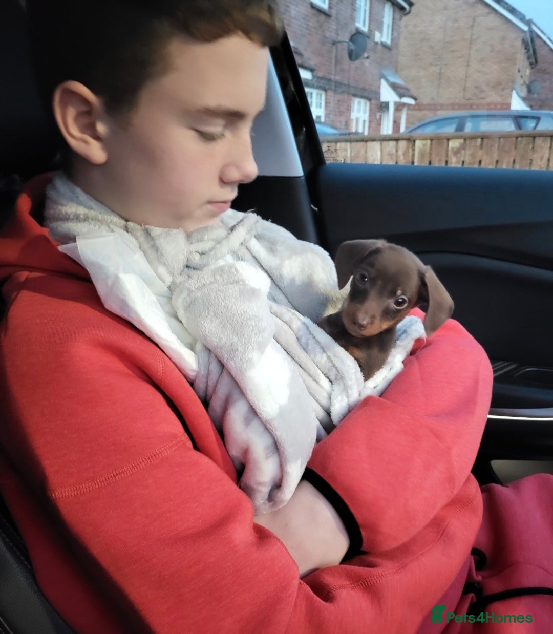 Miniature Dachshund dogs for stud: MINI DASCHUND FOR STUD - Advert 7