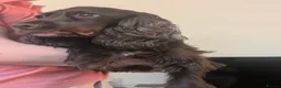 Cocker Spaniel dogs for sale: Mrs Michelle kemp  - Advert 11