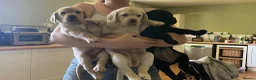 Labrador Retriever dogs for sale: Outstanding working kennel club puppies for sale in Cirencester - Advert 15