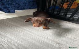 Dachshund dogs for sale: Dachshund - Image 1