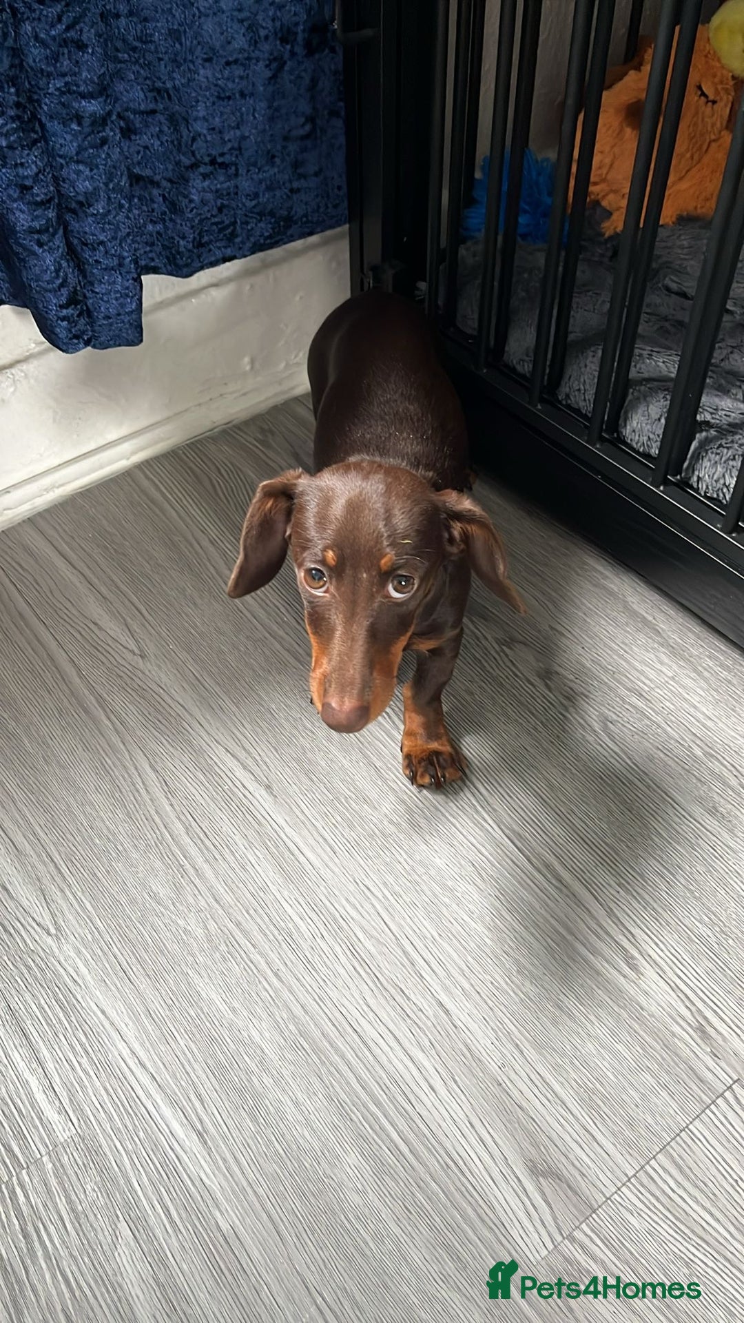 Dachshund dogs for sale: Dachshund - Image 1