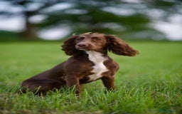 Cocker Spaniel dogs for sale: KC Reg – Fully Health Tested – Working Cocker Pups - Image 21