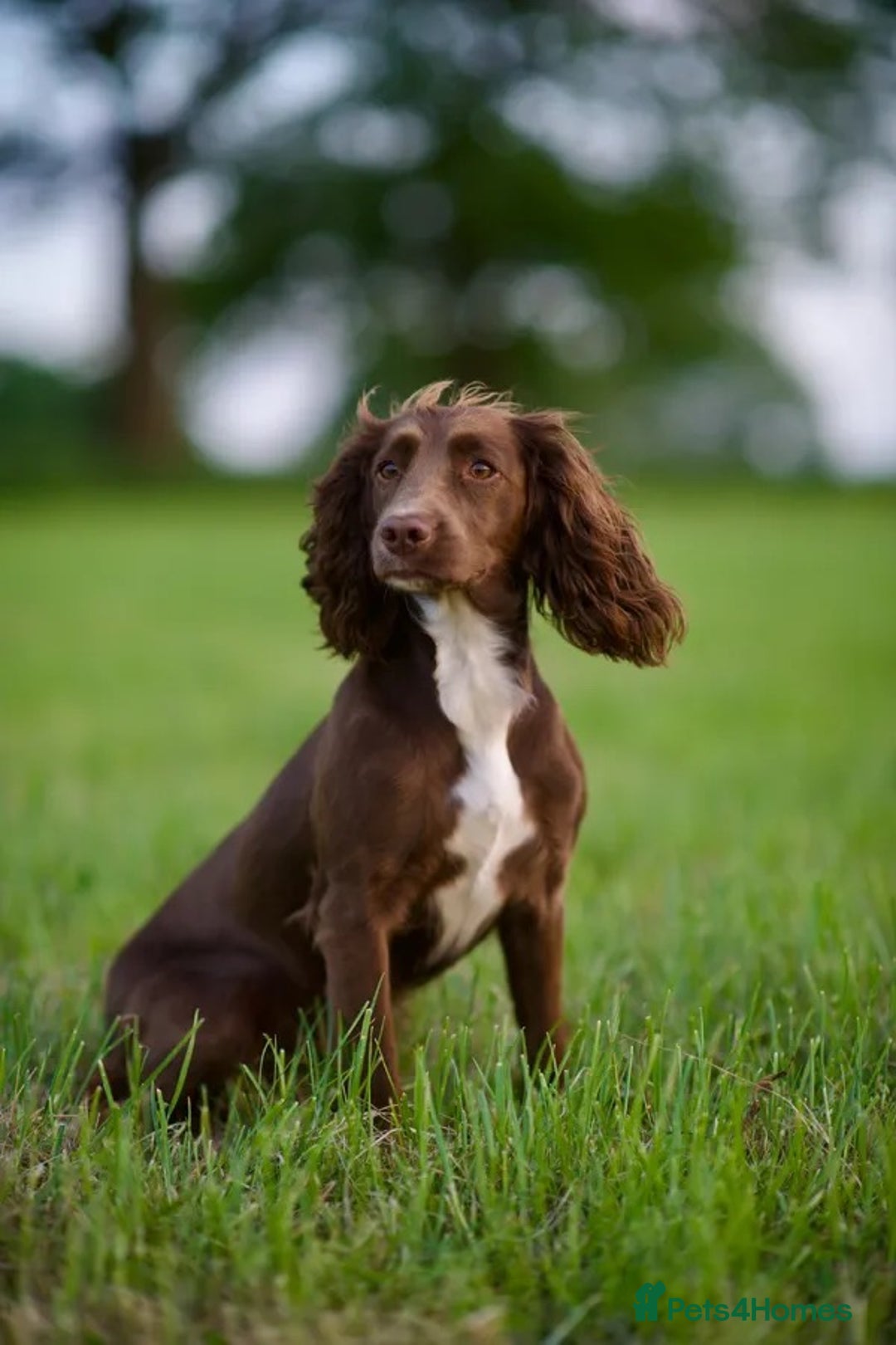 Cocker Spaniel dogs for sale: KC Reg – Fully Health Tested – Working Cocker Pups - Image 21