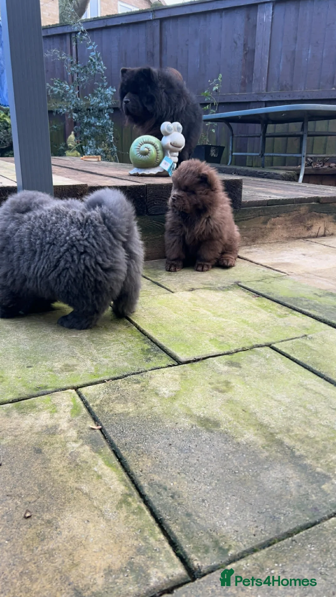 Chow Chow dogs for sale: Rough Coat Chow Chow Puppies in Peterborough - Advert 9