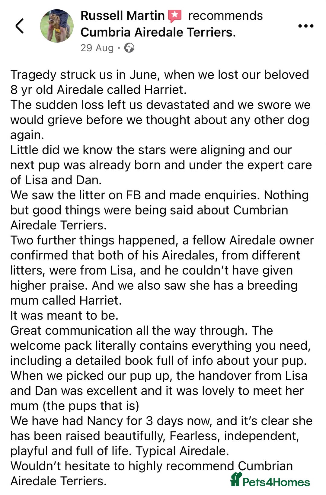 Airedale Terrier dogs for sale: ⭐️ AIREDALE TERRIERS WAITLIST ⭐️ - Advert 10