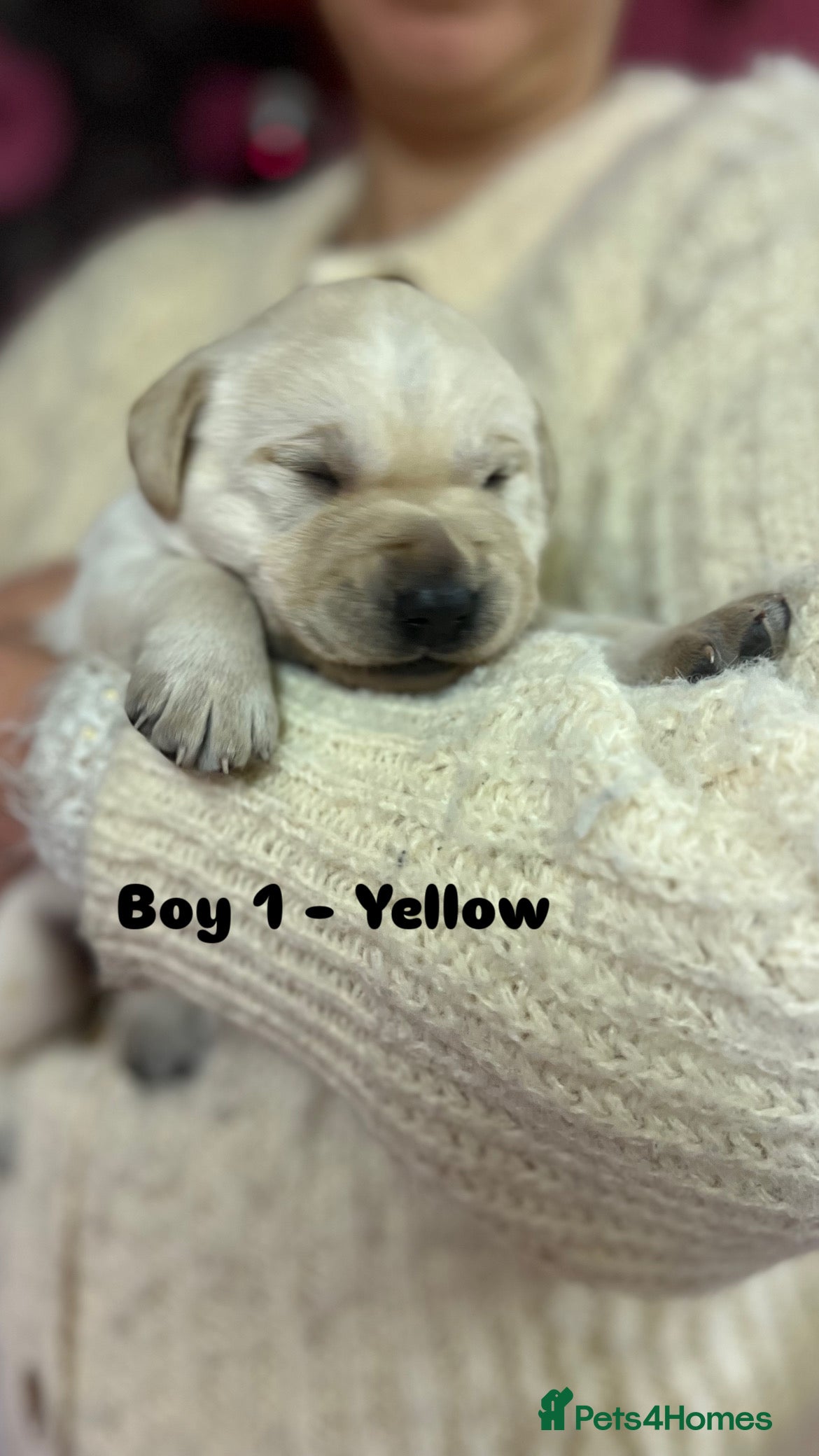 Labrador Retriever dogs KC Registered Royal Bloodline Puppies - Advert 1
