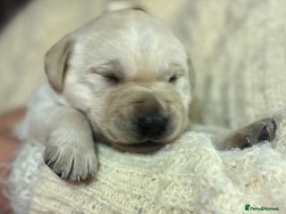 Labrador Retriever dogs KC Registered Royal Bloodline Puppies - Advert 1