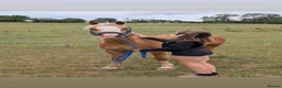 Palomino horses for sale: Finn 15,1 Welsh section D  - Advert 2