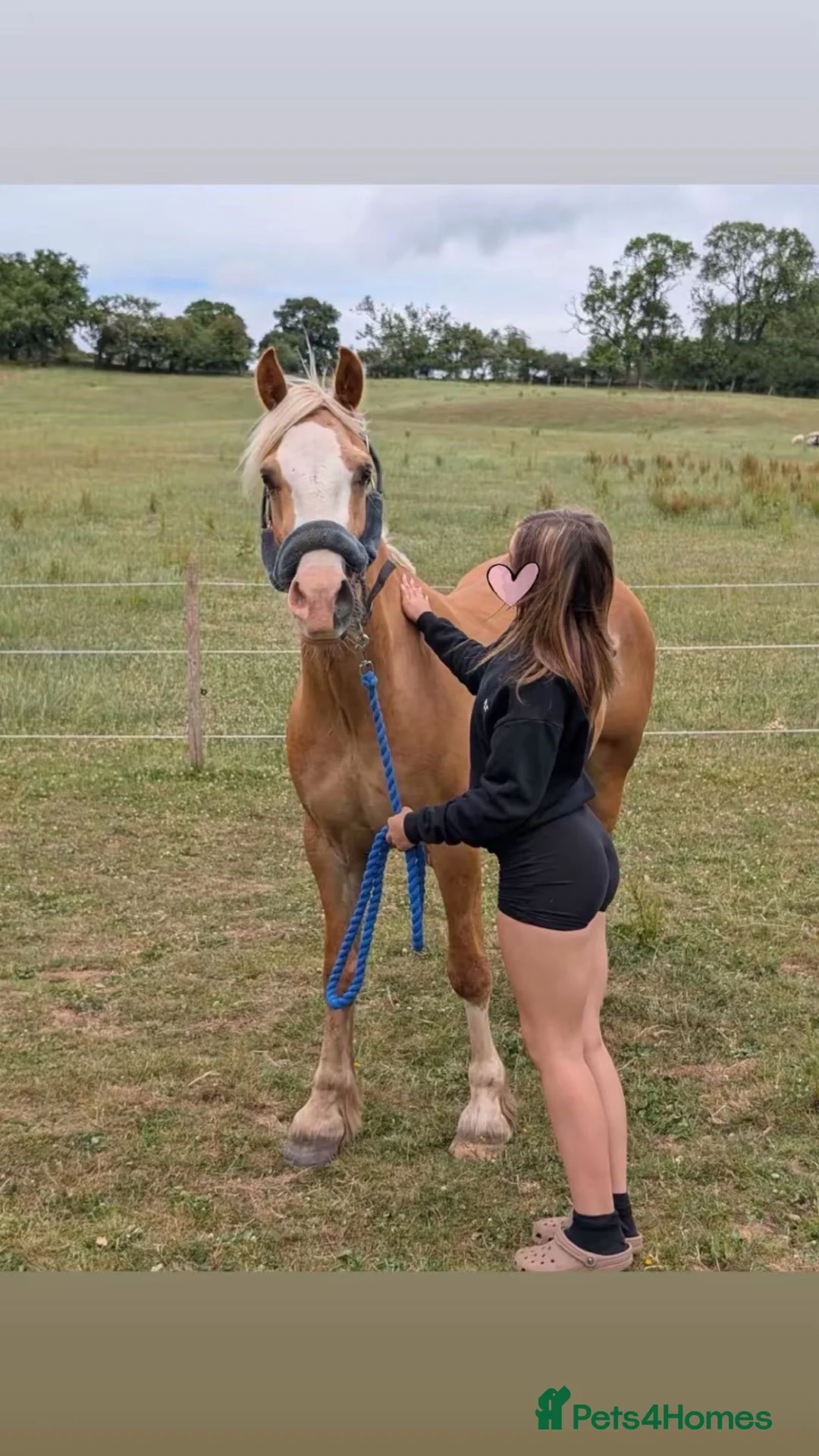 Palomino horses for sale: Finn 15,1 Welsh section D  - Advert 2