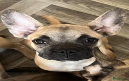 French Bulldog dogs for sale: 4 Gorgeous Frenchbulldogs ready now!  - Image 6
