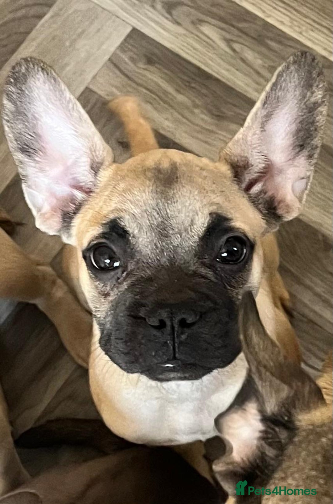 French Bulldog dogs for sale: 4 Gorgeous Frenchbulldogs ready now!  - Image 6