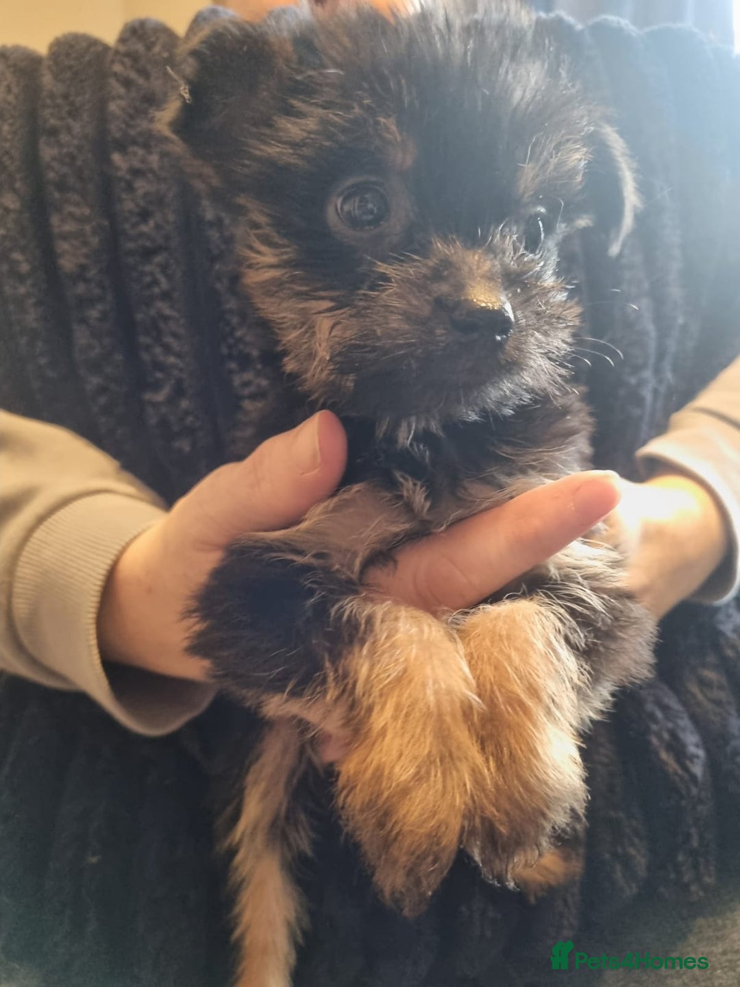 Chorkie dogs for sale: Chorkies - Image 3