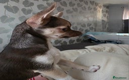 Chihuahua dogs for sale: Looking For Loving Family 🔥❤️ in Basildon - Image 11