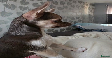 Chihuahua dogs in Basildon - Advert 9