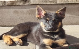 German Shepherd dogs for sale: Working German Shepherd puppies  - Image 2
