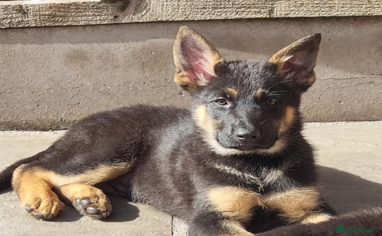 German Shepherd dogs - Advert 3