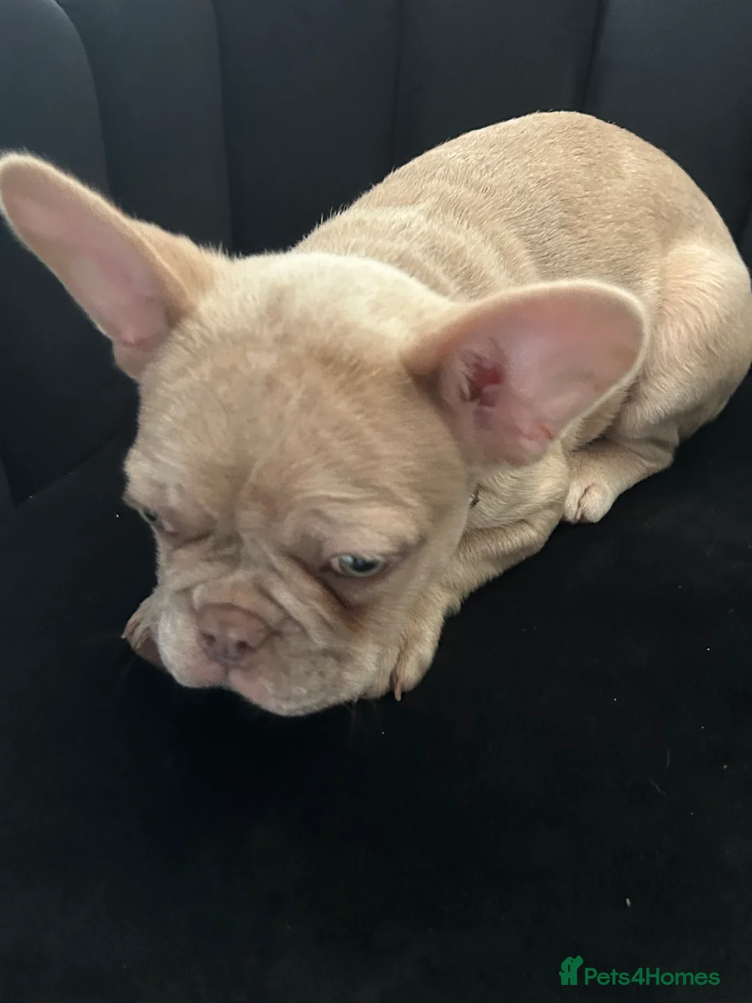 French Bulldog dogs for sale: French Bulldog - Advert 2