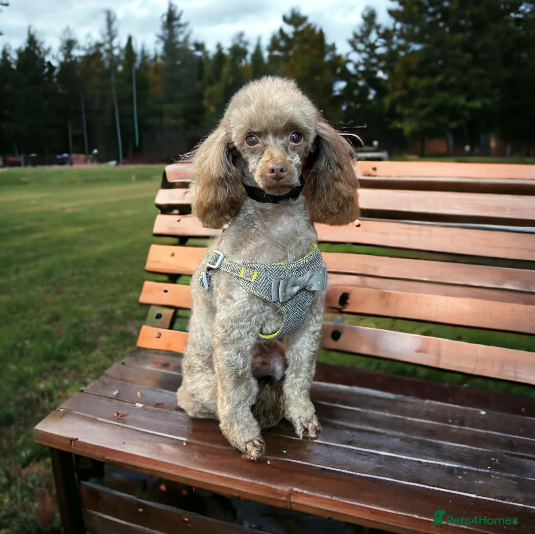 Toy Poodle dogs for stud: Stunning Chocolate Toy Poodle  in Stafford - Advert 22